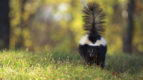 Can a Baby Skunk Spray: Exploring the Mysteries of Skunk Behavior and Beyond