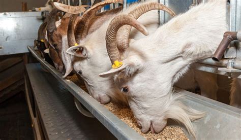 Can Goats Eat Horse Feed? Exploring the Unlikely Connection Between Grains and Grazing