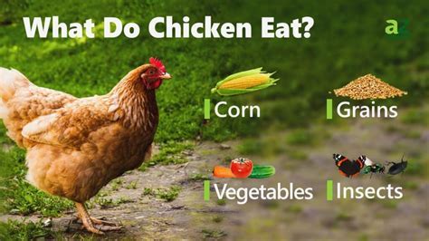 How Much Feed Does a Chicken Eat Per Day: And Why Do They Dream of Cornfields?