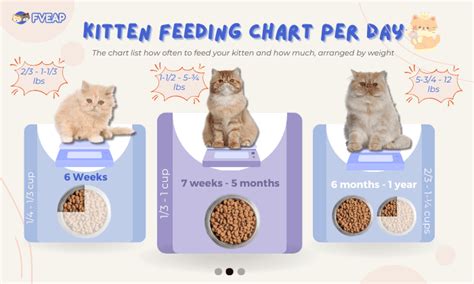 How much kmr to feed a kitten and why do they always land on their feet?