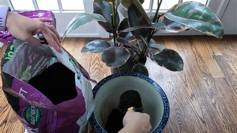 How to Repot Rubber Plant: Unlocking the Secrets of Plant Parenthood and the Mysteries of the Universe