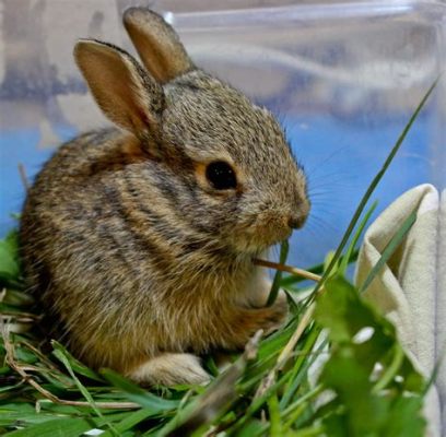 What Do You Feed a Wild Baby Rabbit: A Journey Through the Absurd and the Practical