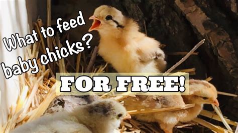 What do you feed chicks, and how does it shape their future?