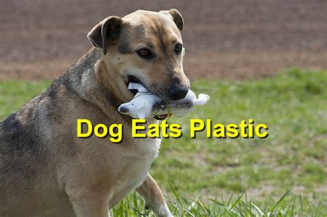 What to Do If Dog Eats Plastic: And Why Your Couch Might Be Next