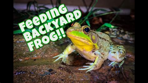 What to Feed a Frog: A Journey Through Culinary Chaos and Amphibian Appetites