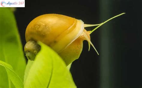 What to Feed Freshwater Snails: Exploring the Culinary Delights of Aquatic Gastropods