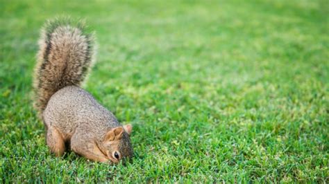 What to Feed Squirrels in My Yard and Why They Might Be Better at Chess Than You Think